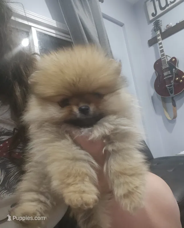 Mini – Pomeranian puppy for sale in Cullman, AL