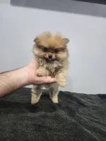 Girly, a female Pomeranian for sale in Cullman, AL – 3 of 3