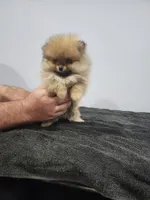 Mini, a female Pomeranian for sale in Cullman, AL – 5 of 6