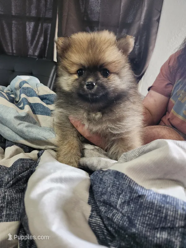 Girl  – Pomeranian puppy for sale in Cullman, AL