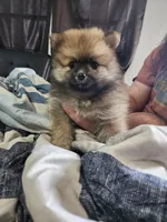 Girl , a female Pomeranian for sale in Cullman, AL – 1 of 3