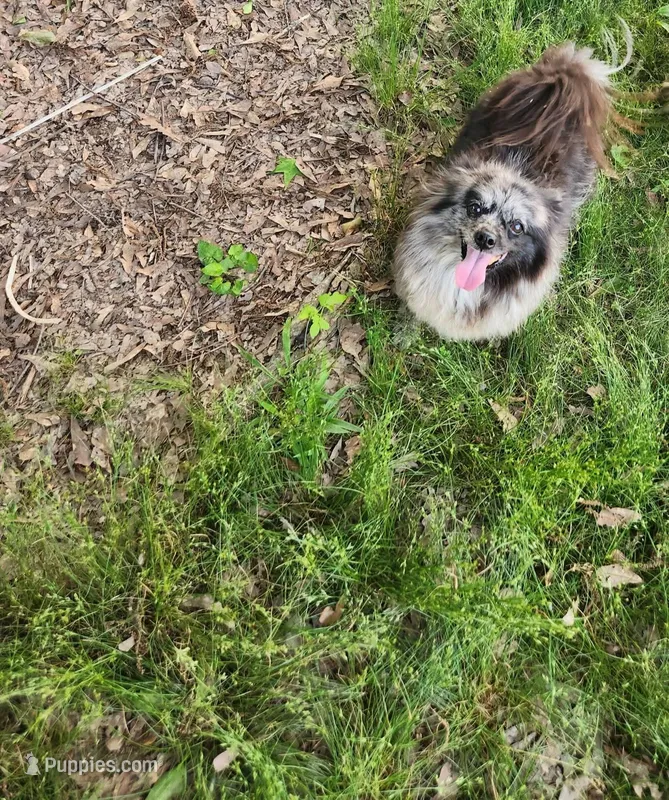 Smokey – Pomeranian puppy for sale in Cullman, AL