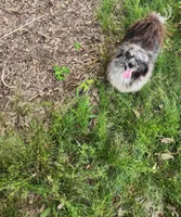 Smokey, a female Pomeranian for sale in Cullman, AL – 1 of 2