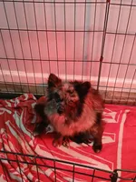 Smokey, a female Pomeranian for sale in Cullman, AL – 2 of 2