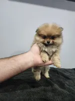 Girly, a female Pomeranian for sale in Cullman, AL – 2 of 3