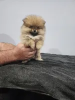 Mini, a female Pomeranian for sale in Cullman, AL – 6 of 6
