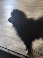 Georgie, a male Pomeranian for sale in Cullman, AL – 2 of 5