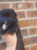 Boy 2, a male Pomeranian for sale in Cullman, AL – 1 of 6