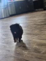 Georgie, a male Pomeranian for sale in Cullman, AL – 4 of 5