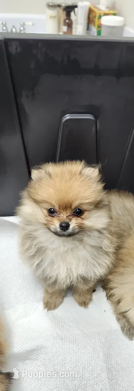 Girly – Pomeranian puppy for sale in Cullman, AL
