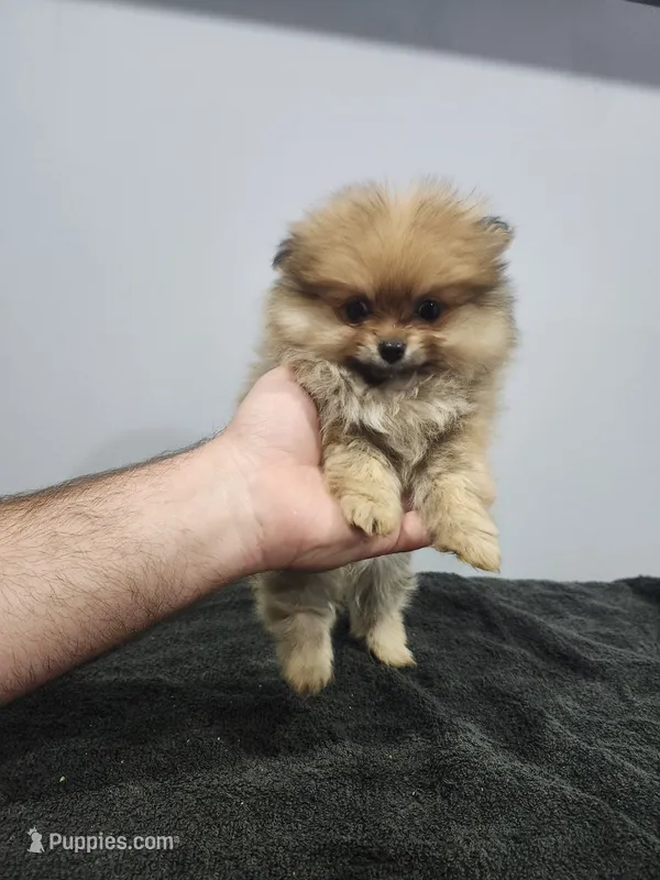 Girly – Pomeranian puppy for sale in Cullman, AL