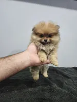 Girly, a female Pomeranian for sale in Cullman, AL – 1 of 3