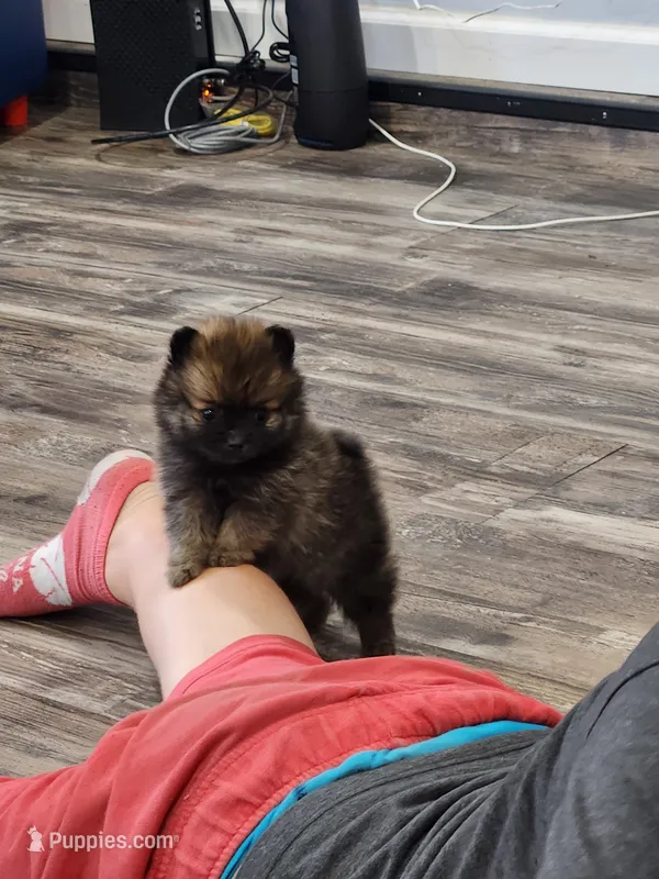 Boy 1 – Pomeranian puppy for sale in Cullman, AL