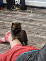 Boy 1, a male Pomeranian for sale in Cullman, AL – 1 of 6