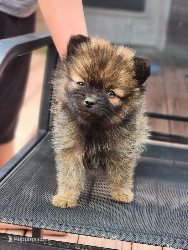 Boy 1 – Pomeranian puppy for sale in Cullman, AL