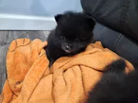 Boy 2, a male Pomeranian for sale in Cullman, AL – 4 of 6