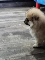 Maple, a female Pomeranian for sale in Cullman, AL – 2 of 4