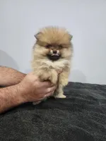Mini, a female Pomeranian for sale in Cullman, AL – 3 of 6