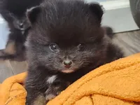 Boy 2, a male Pomeranian for sale in Cullman, AL – 3 of 6