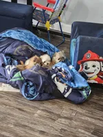 Maple, a female Pomeranian for sale in Cullman, AL – 3 of 4