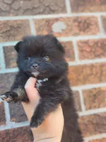 Boy 2, a male Pomeranian for sale in Cullman, AL – 6 of 6