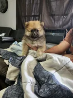 Girl , a female Pomeranian for sale in Cullman, AL – 3 of 3