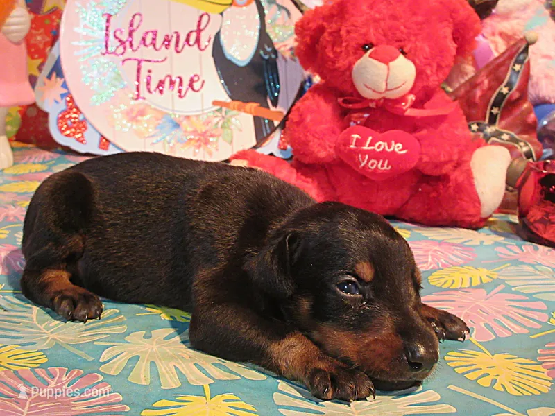 CORKY – Doberman Pinscher puppy for sale in London, KY
