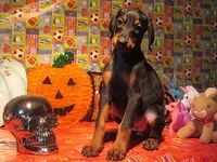YOUR SHARONA, a female Doberman Pinscher for sale in London, KY – 1 of 10