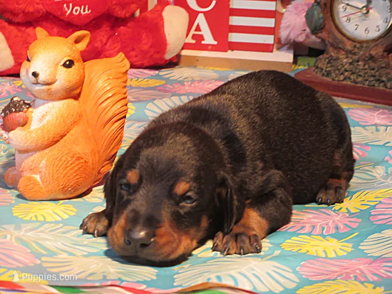 KANE – Doberman Pinscher puppy for sale in London, KY