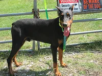 FREEWAY, a male Doberman Pinscher for sale in London, KY – 4 of 9