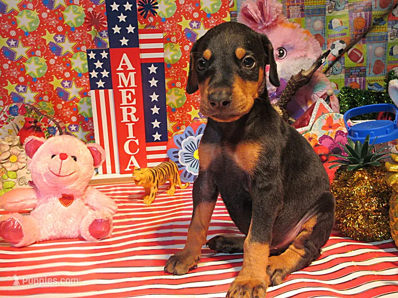 NICOLE – Doberman Pinscher puppy for sale in London, KY