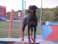 LITTLE GIRL BLUE, a female Doberman Pinscher for sale in London, KY – Photo 2 of 5