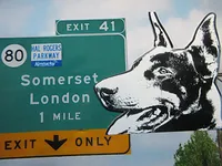 LITTLE GIRL BLUE, a female Doberman Pinscher for sale in London, KY – Photo 5 of 5