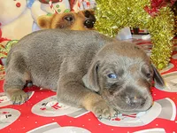 LITTLE GIRL BLUE, a female Doberman Pinscher for sale in London, KY – Photo 1 of 5