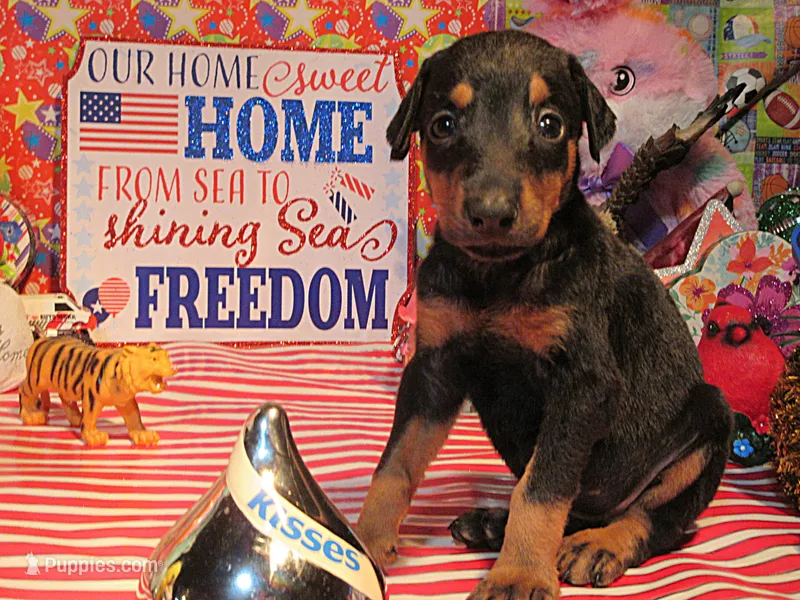 MISTY – Doberman Pinscher puppy for sale in London, KY