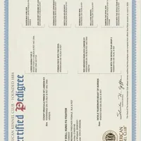 JOHN HENRY, a male Doberman Pinscher for sale in London, KY – Photo 5 of 8