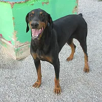 JOHN HENRY, a male Doberman Pinscher for sale in London, KY – Photo 2 of 8