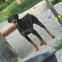 JOHN HENRY, a male Doberman Pinscher for sale in London, KY – Photo 1 of 8