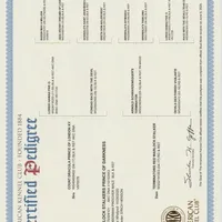 JOHN HENRY, a male Doberman Pinscher for sale in London, KY – Photo 4 of 8