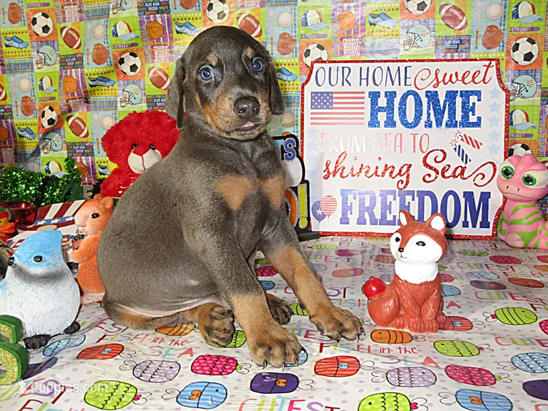 BLUEY – Doberman Pinscher puppy for sale in London, KY
