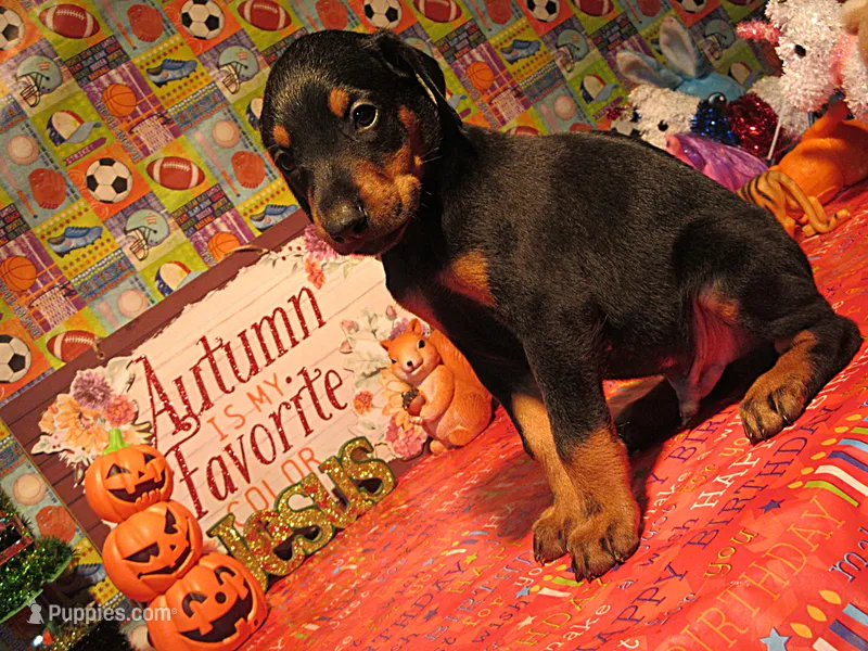 NITRO – Doberman Pinscher puppy for sale in London, KY