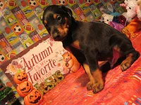 NITRO, a male Doberman Pinscher for sale in London, KY – 1 of 10
