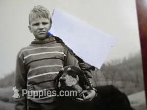 BRONSON – Doberman Pinscher puppy for sale in London, KY