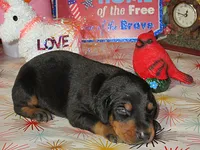 BRONSON, a  Doberman Pinscher for sale in London, KY – 2 of 9