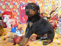 BRONSON, a male Doberman Pinscher for sale in London, KY – Photo 2 of 9