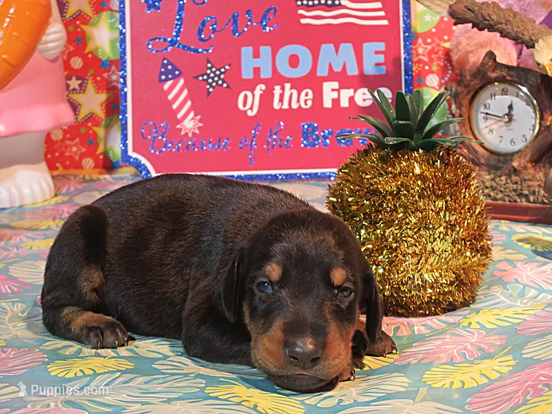 TOTO – Doberman Pinscher puppy for sale in London, KY