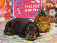 TOTO, a male Doberman Pinscher for sale in London, KY – 1 of 10