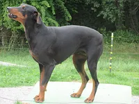 NITRO, a male Doberman Pinscher for sale in London, KY – 2 of 10