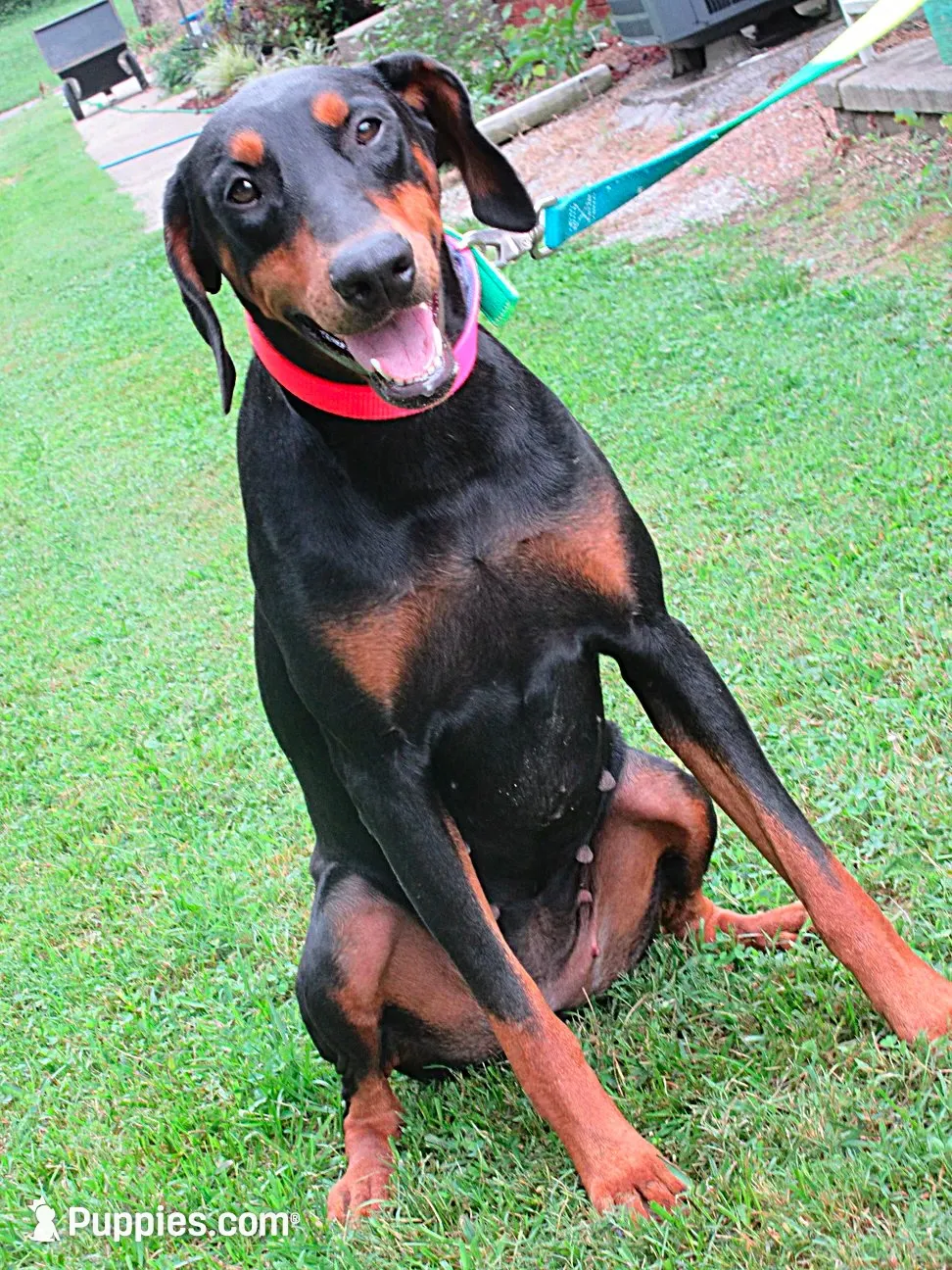 MAX, a  Doberman Pinscher for sale in London, KY – 6 of 8