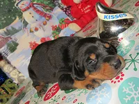 ROCKY, a  Doberman Pinscher for sale in London, KY – 1 of 9